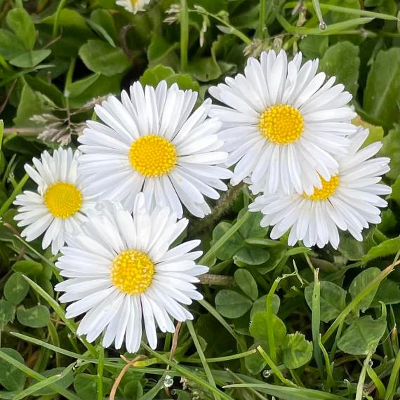 Daisies growing in the grass